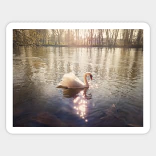 majestic white swan Sticker